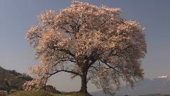 Cherry Blossoms