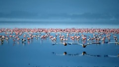 Wings To Paradise 2