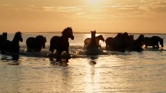 Horses In Dream