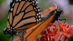 Amazing Migrations