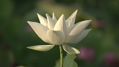 The Soul Of The White Lotus