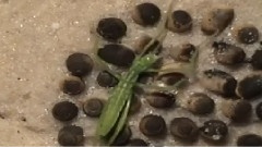 Gigantic Newborn Insect Comes Out Of A Tiny Egg