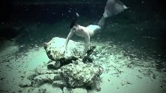 Another Merman Fish Clip