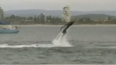 New Extreme Sport Amazing Flyboarding Pictures