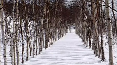 Blanketed In Snow