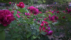 Festival Of Flowers Roses