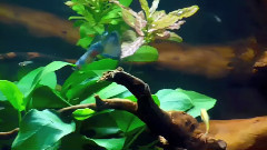 Diversity Of Guppies and Endler`s, Poecilia Reticulata, Wingei, Corydoras Hastatus, Panda