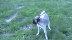 Special Pug!