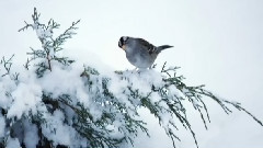 阳春白雪