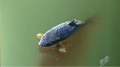 Drawing A Fish In The Pond