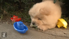 Which Puppy Is Cutest(Episode 7)