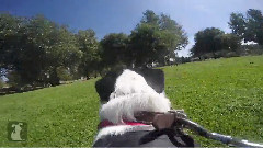 GoPro Dog Harness Park Adventure!