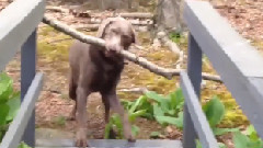 狗思考问题Dog Thinks Through A Problem