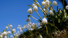 A Later Springtime
