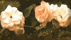 You Are My Rose