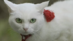 映画<猫侍 南の島へ行く>特報
