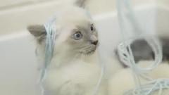 Fuzzy White Kittens Covered In Blue Yarn Is OMG