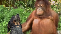 Friends Furever
