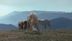 Wild Horses