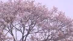 谢谢你常记得我