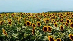 社员都是向阳花