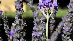 Music From Nature