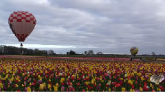 Oregon Wooden Shoe Tulip Festival 2014