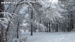 我爱你 塞北的雪 (虎林篇)
