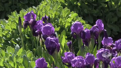The Oregon Garden
