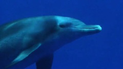 Underwater Footage