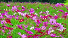 The Cosmos Field Of The Plateau In Nagano