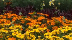Garden Of Dreams