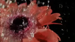 雨中的恋人