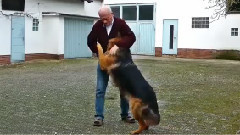 Schäferhund Tanzt Und Spielt Fußball