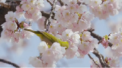 メジロと大寒桜