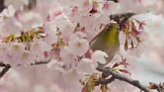 SmAll Birds Gathering To A Cherry Tree (Shot On RED EPIC)