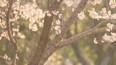 Sakura 歌词版