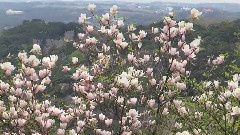 March Flowers