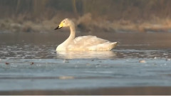 Лебедово езеро Пьотър Илич Чайковски
