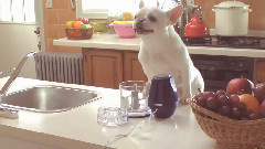 Home Alone With Bob,The Funny Bulldog