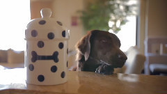 The Great Treat Robbery