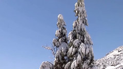 妹妹找哥泪花流