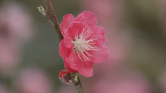 梅花三弄(箫和钢琴)