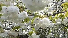 Spring Time Cherry Blossoms