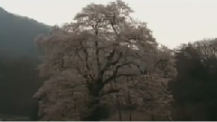 逍遥游