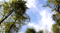 Flowers Of The Forest