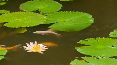 河花池