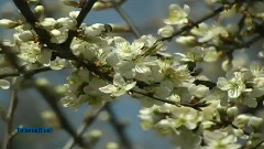 Flowers We Are ...
