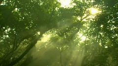 GREEN NOSTALGIA