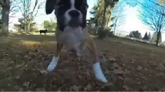 Boxer Puppy With Only TWO Legs Learns To Walk and Play